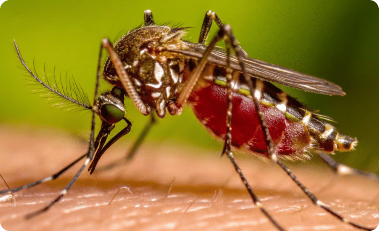 Aedes Mosquito