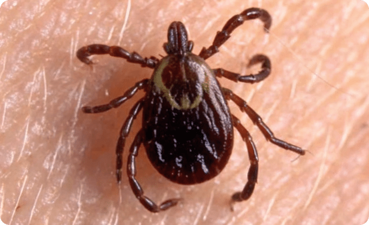 American Dog Tick