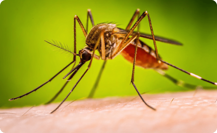 Anopheles Mosquito