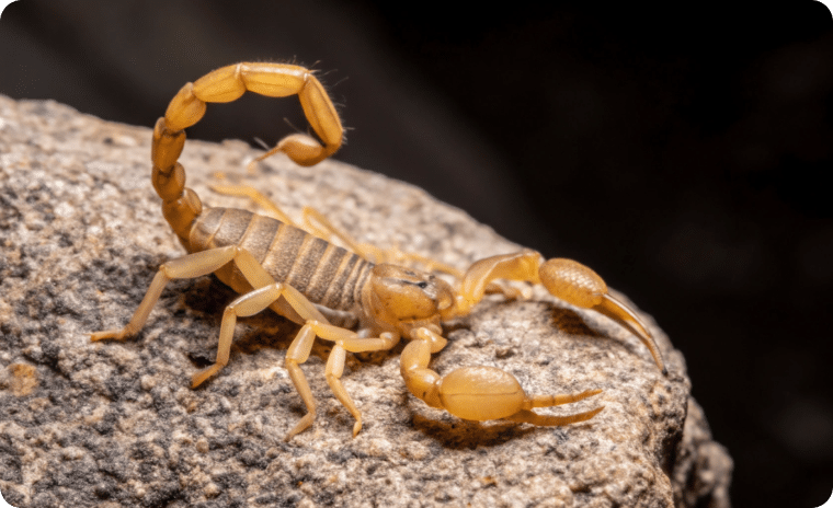 Arizona Bark Scorpion