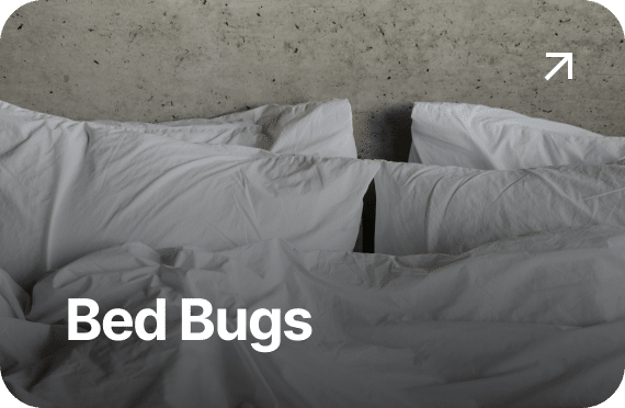 Bed Bugs