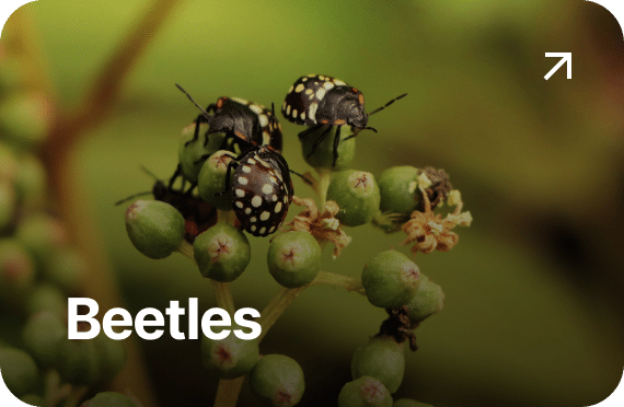 Beetles