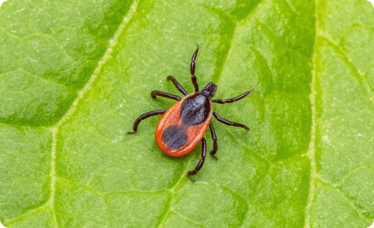 Blacklegged Tick