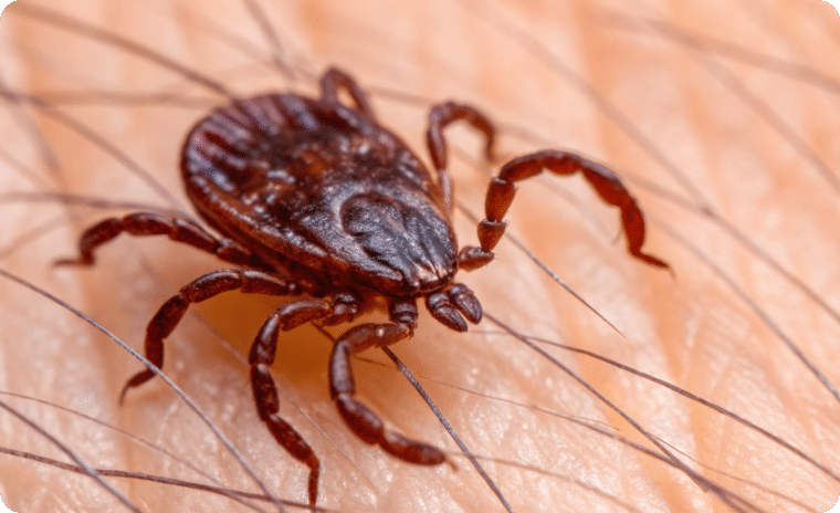 Brown Dog Tick