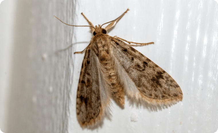 Brown House Moth