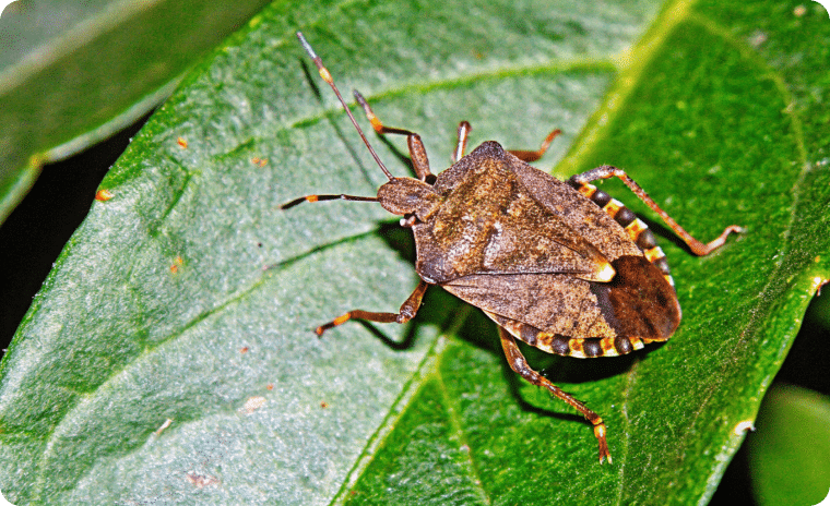 Brown Marmorated Stink Bug