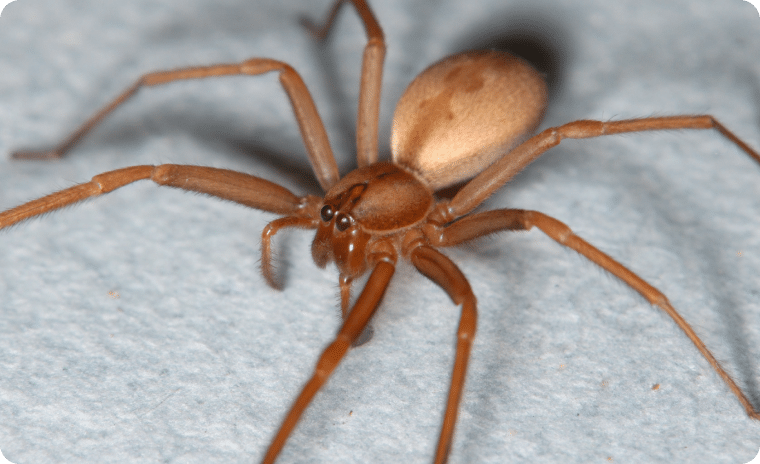 Brown Recluse