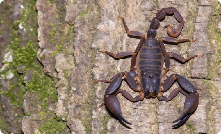 Brown Scorpion