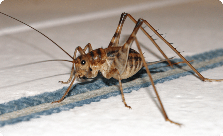 Camel Cricket