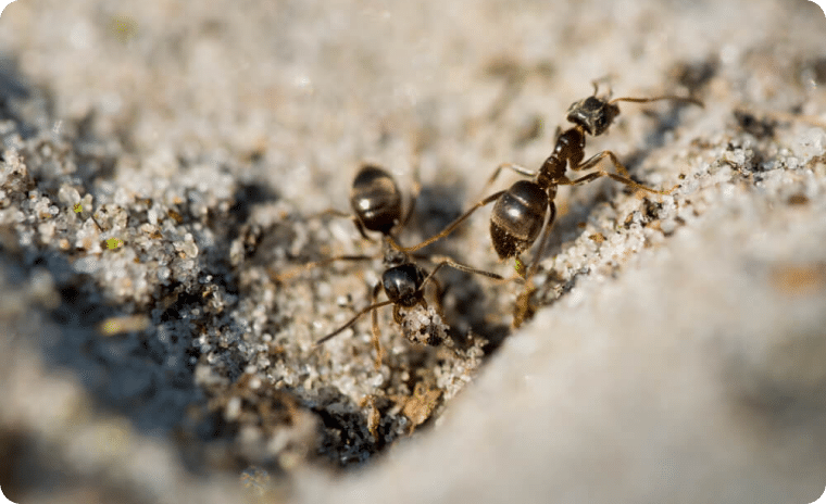 Carpenter Ants