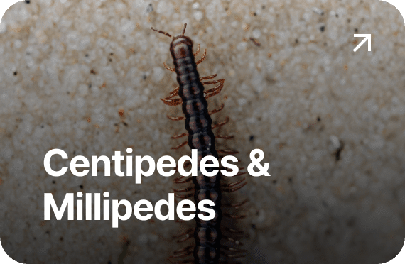 Centipedes Millipedes