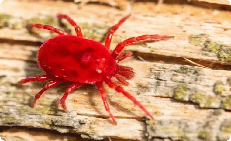 Chigger Mite