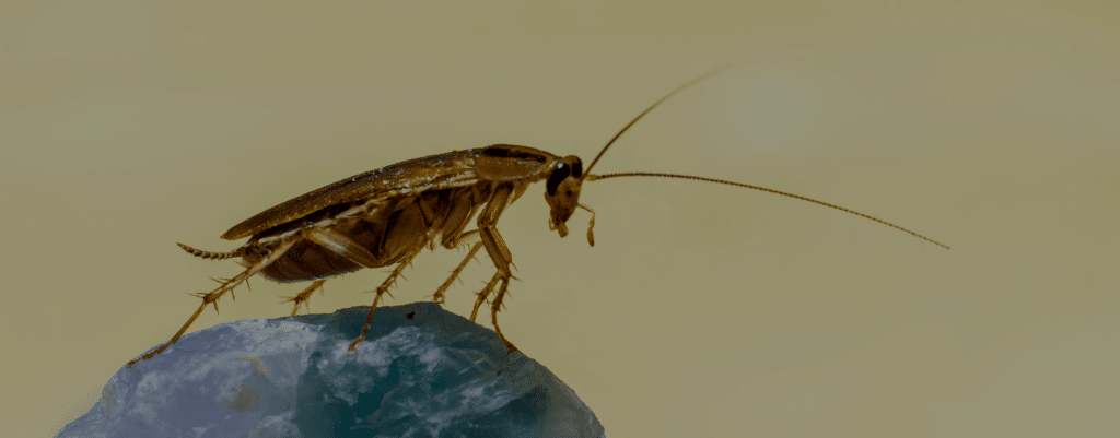 Cockroach on a blue crystal
