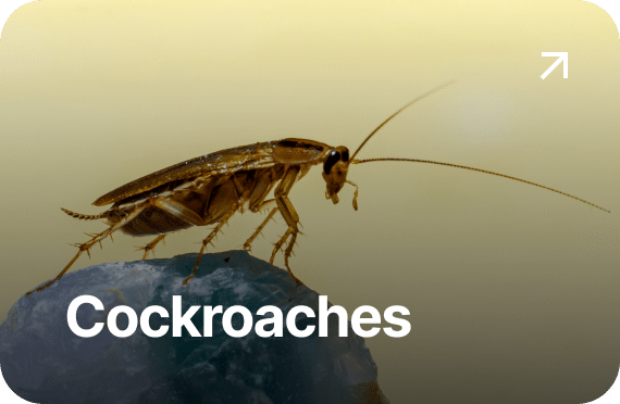 Cockroaches