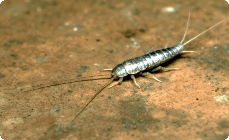 Common Silverfish