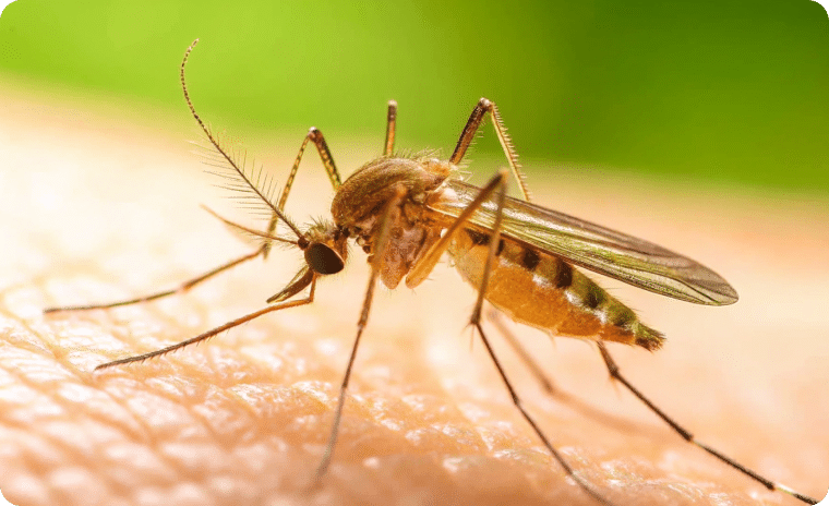 Culex Mosquito