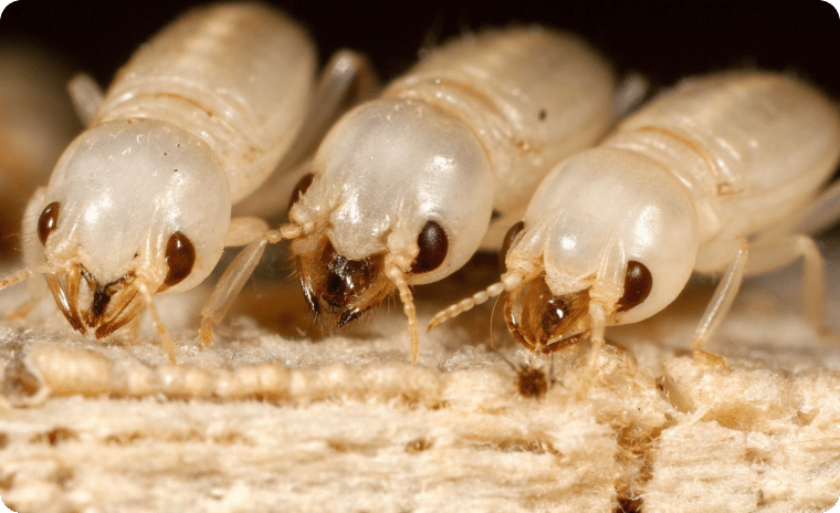 Drywood Termites