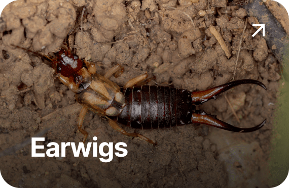 Earwigs