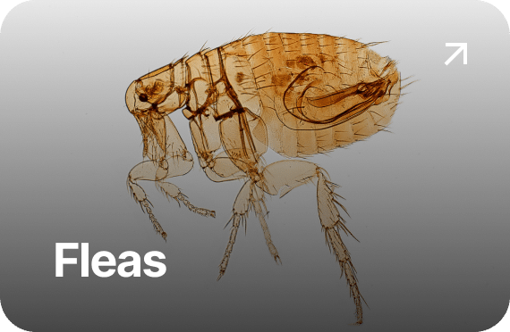 Fleas