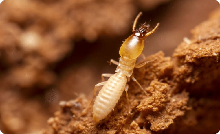 Formosan Termites