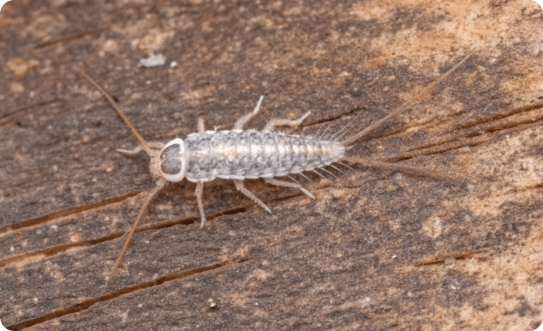 Four Lined Silverfish