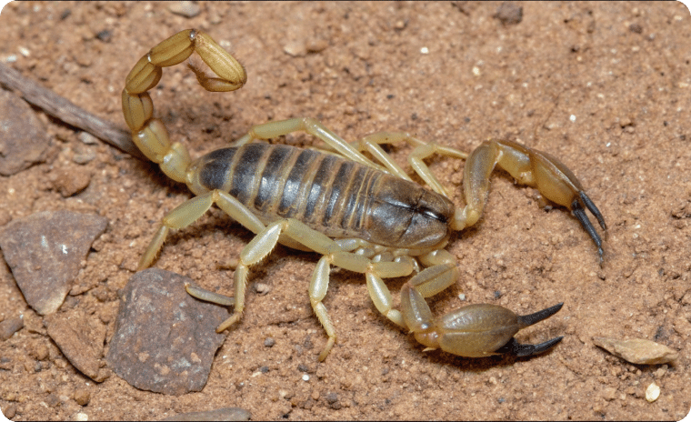 Giant Desert Hairy Scorpion