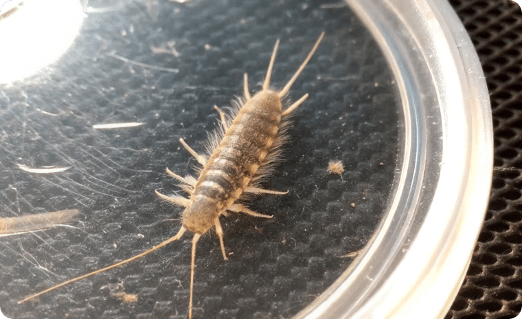 Gray Silverfish