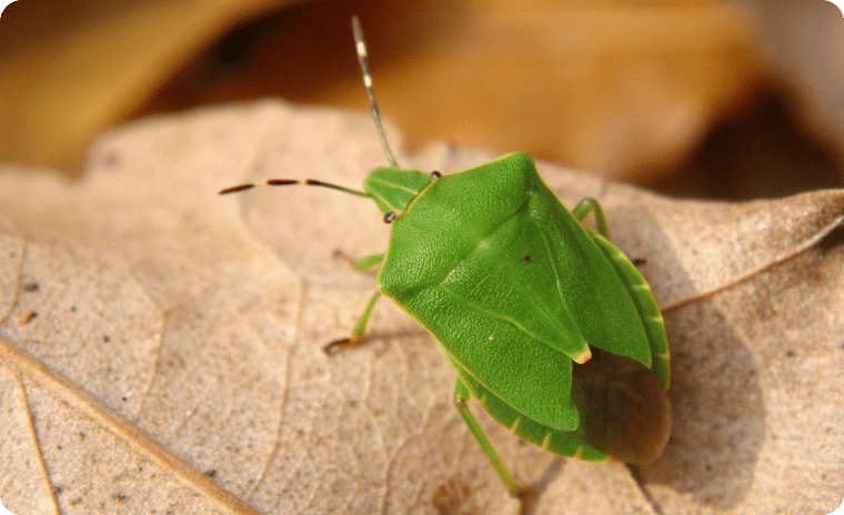 Green Stink Bug