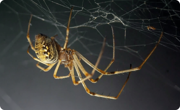 House Spider