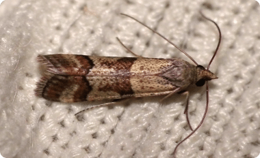 Indian Meal Moth