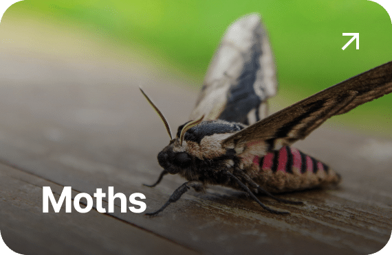 Moths