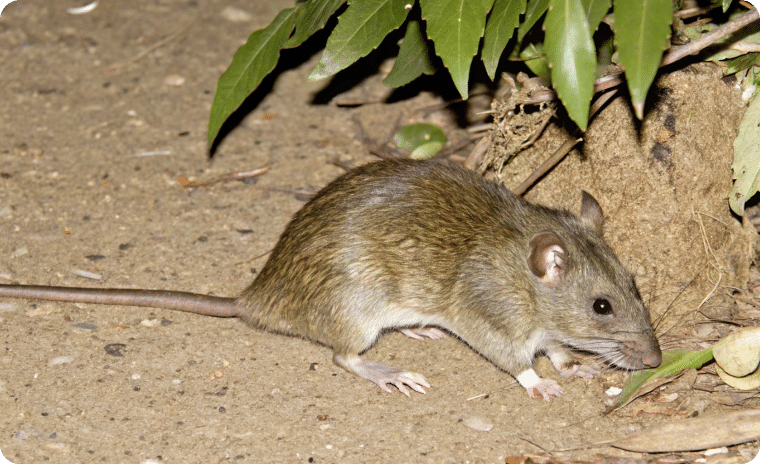 Norway Rat