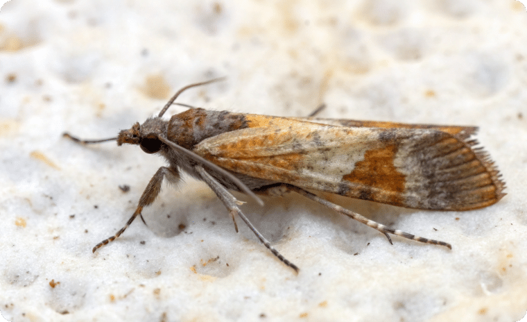 Pantry Moth