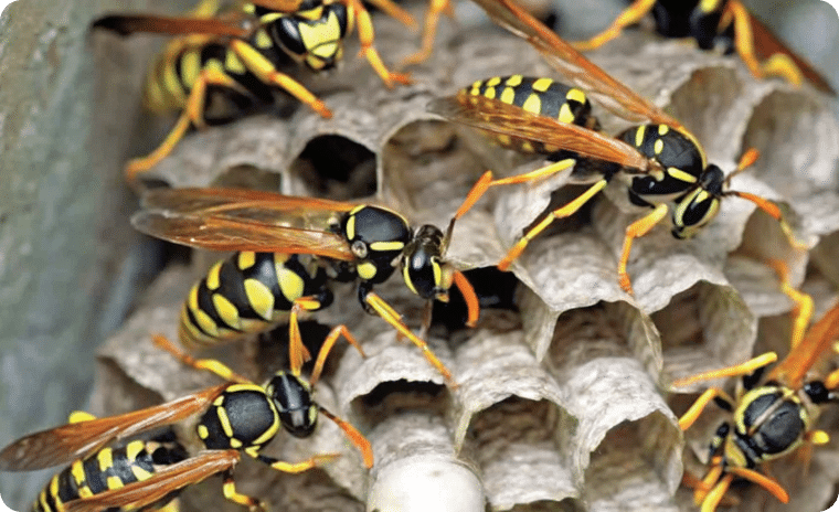 Paper Wasps