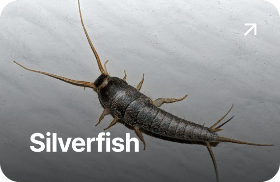 Silverfish