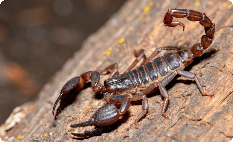 Southern Devil Scorpion