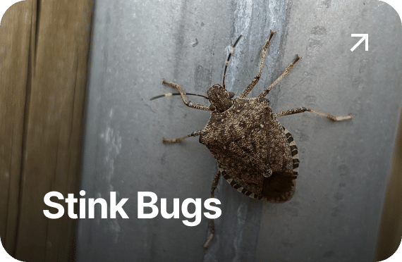 Stink Bugs