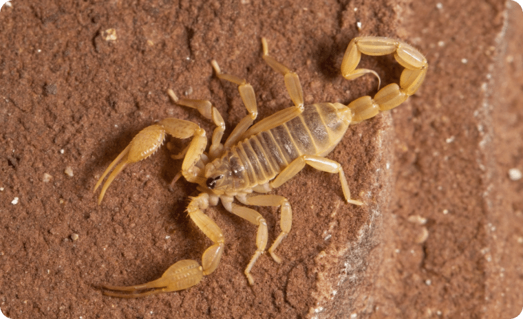 Striped Scorpion