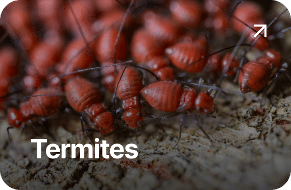 Termites