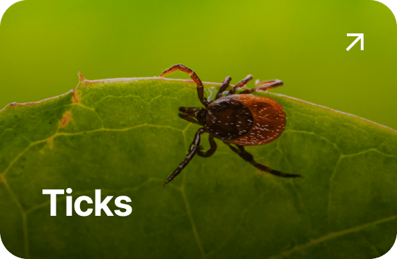 Ticks