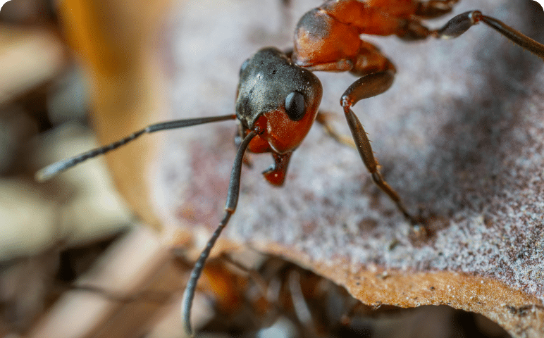 Types of Ants