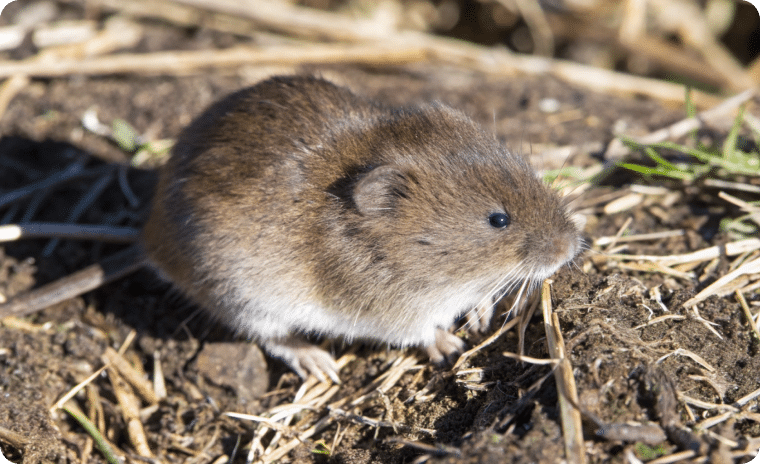 Vole