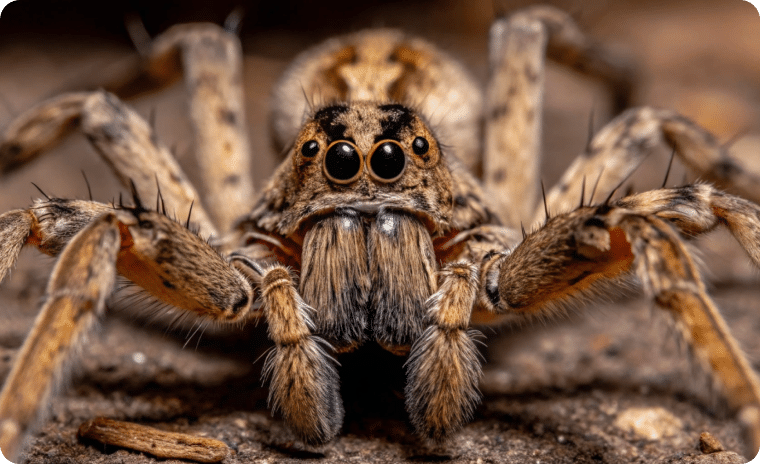 Wolf Spider