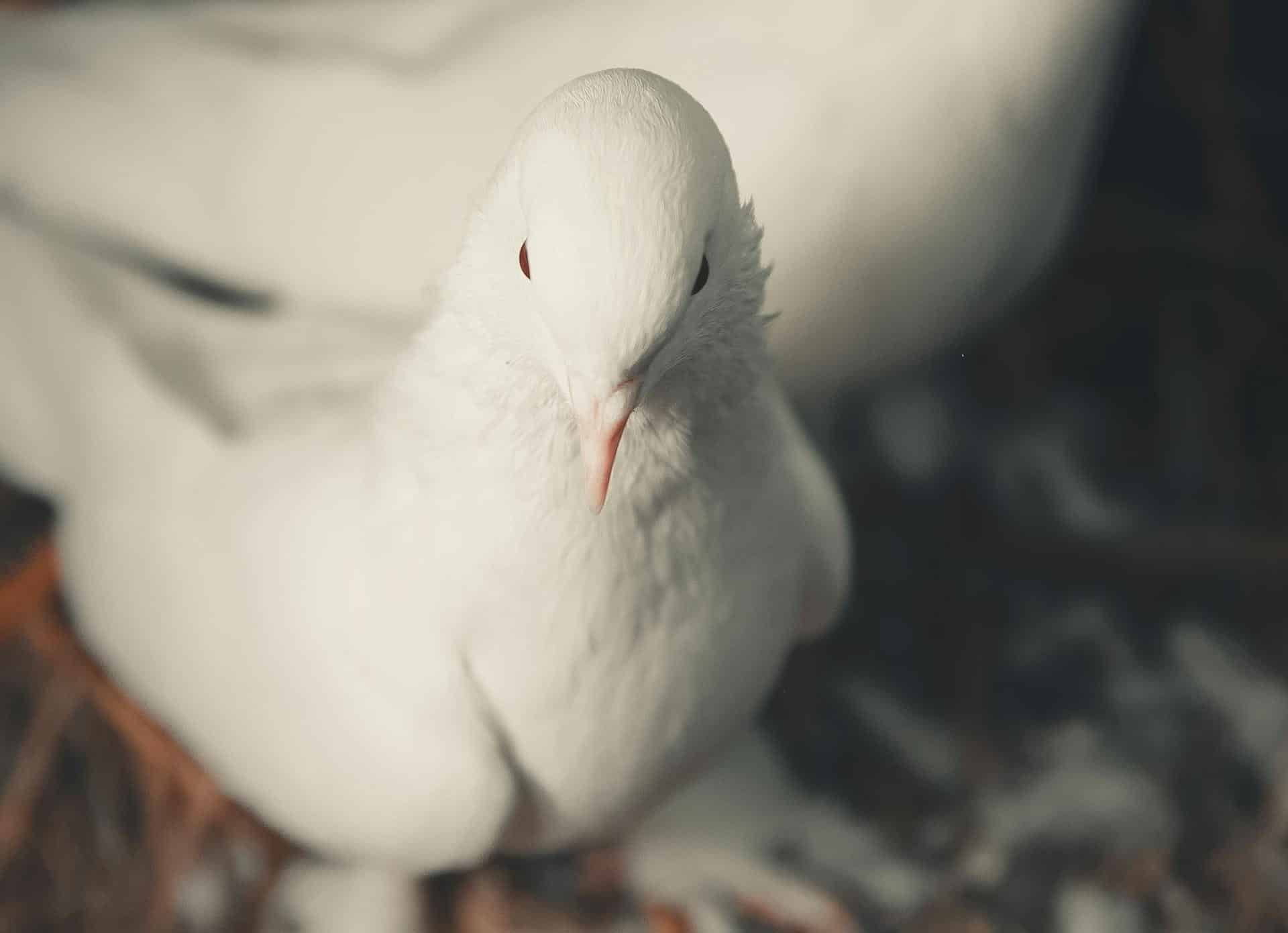 Doves