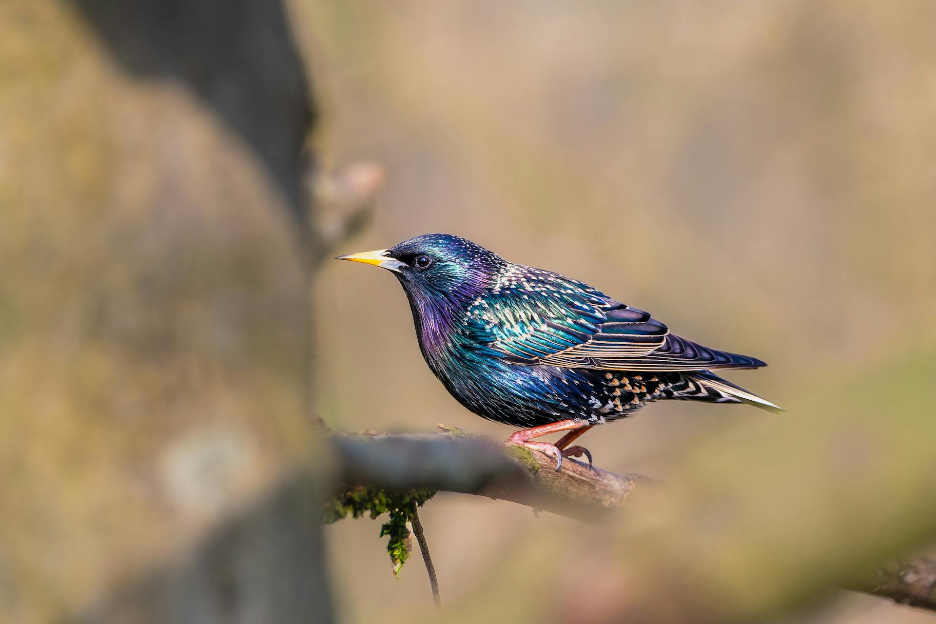 European Starling