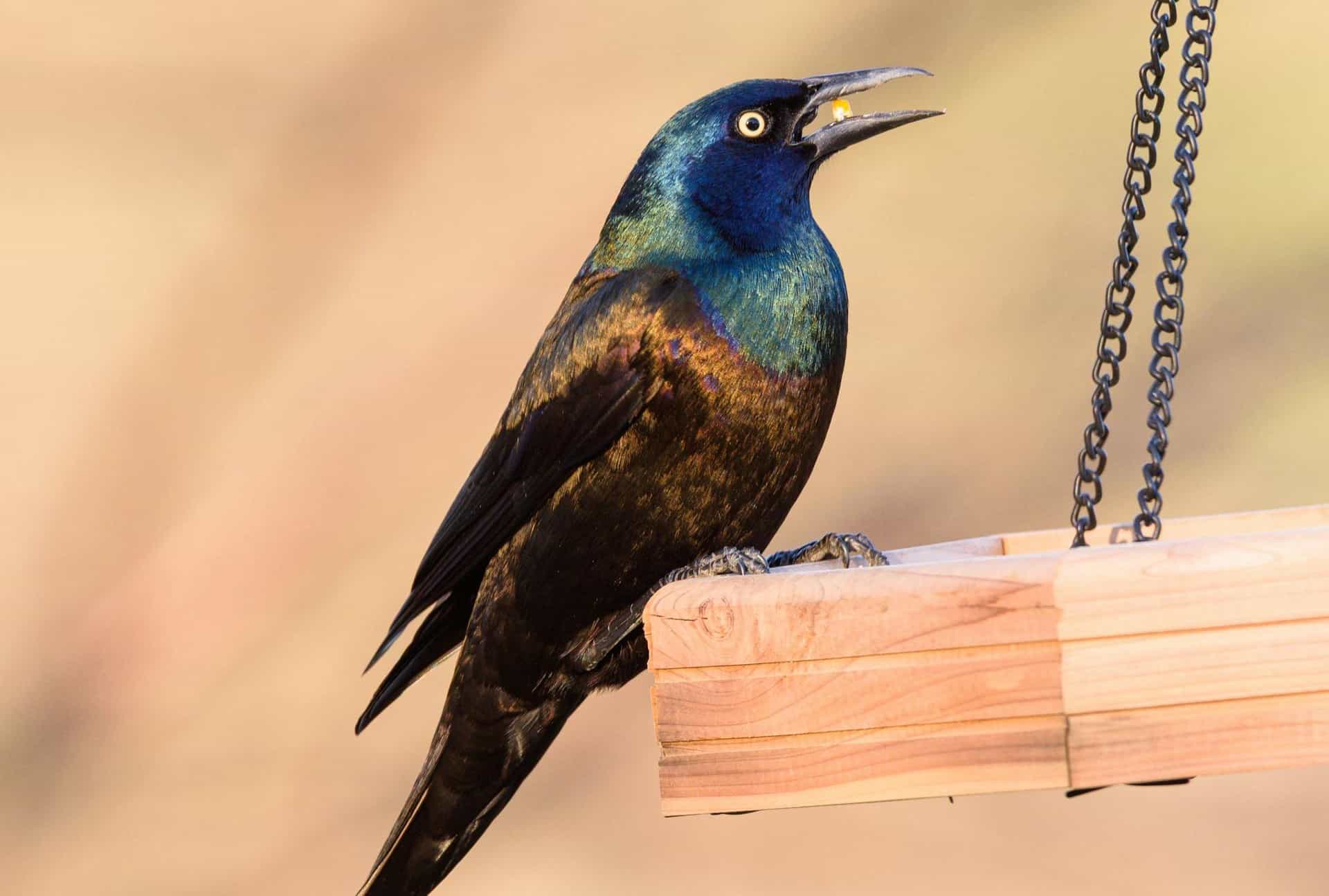 Grackles