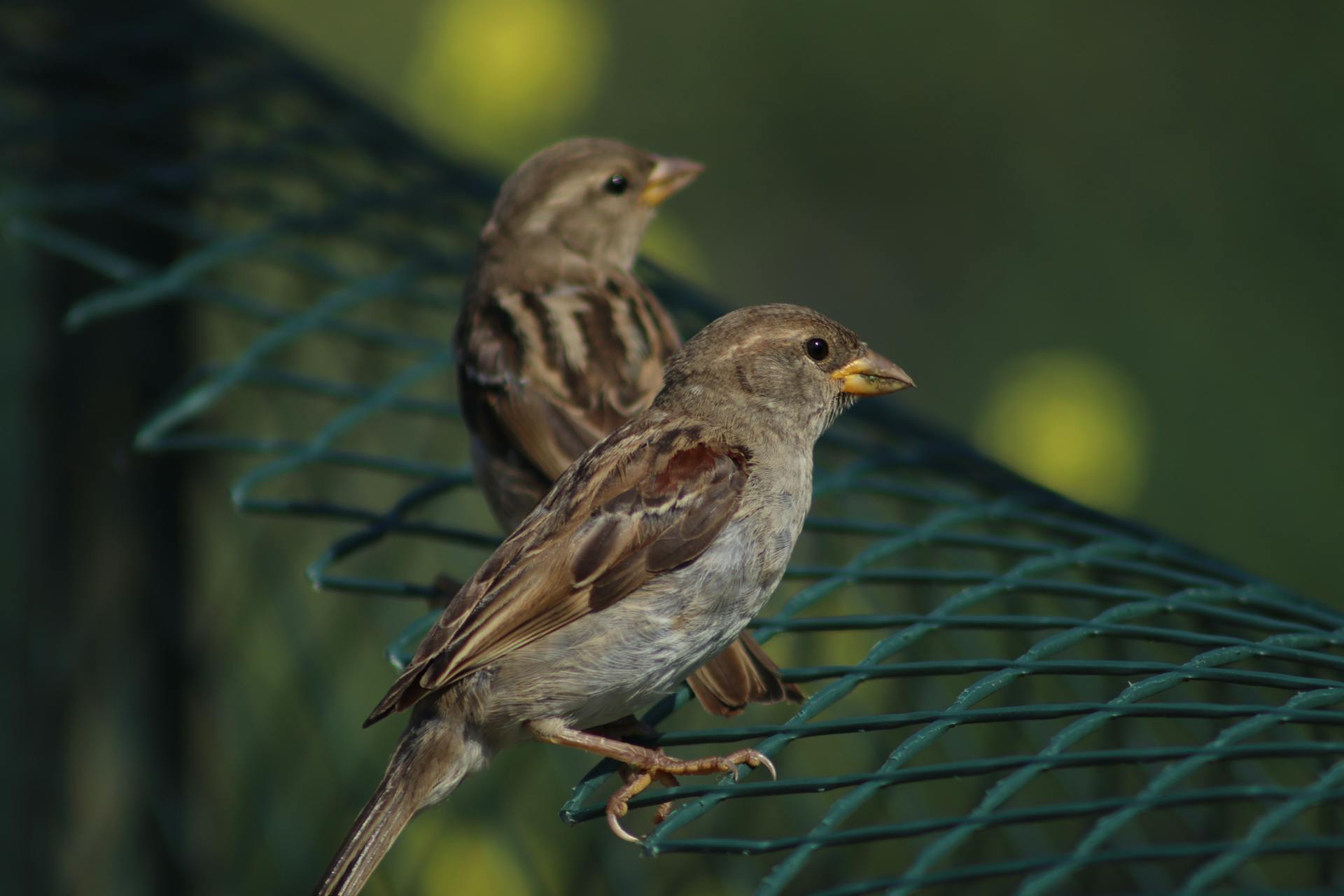 sparrows