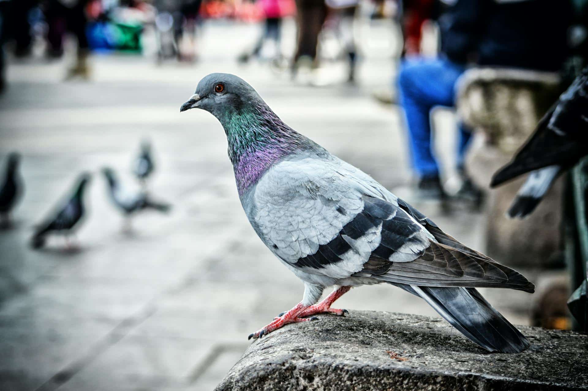 pigeon in a park