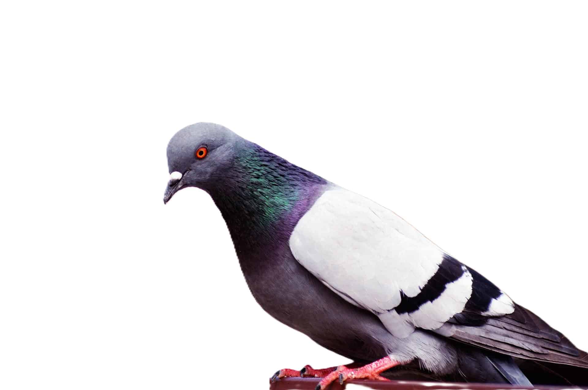 pigeon
