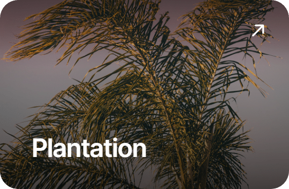 Palm trees in a Florida neighborhood